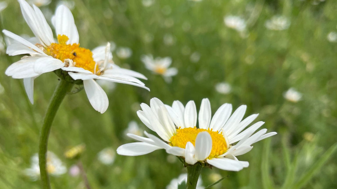 Nature inspired art, wildflowers for a calming home.