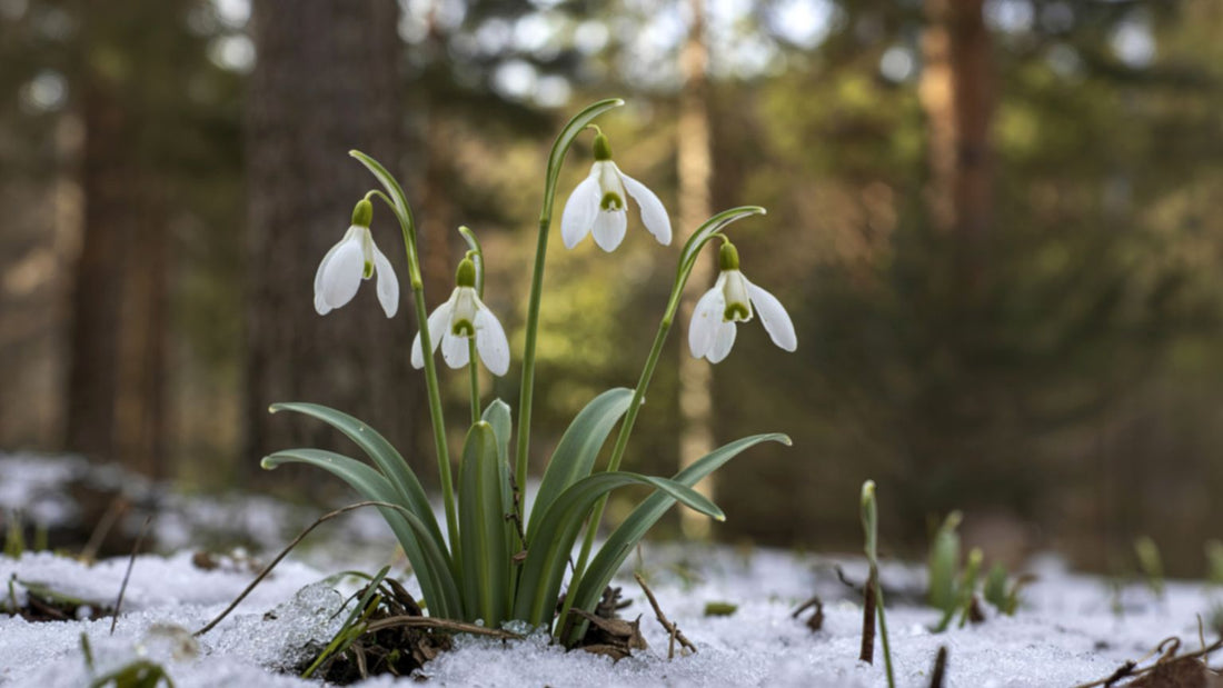 Nature’s Quiet Resilience: Finding the Light After an Unexpected Detour