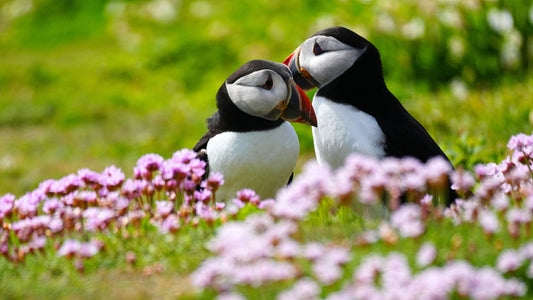 image of two puffins, with grass and pink flowers, on Saltee Islands, Wexford by Norma Slack